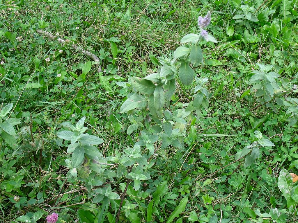 Mentha longifolia (L.) Huds.